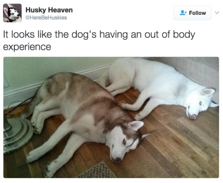 DOG out of body