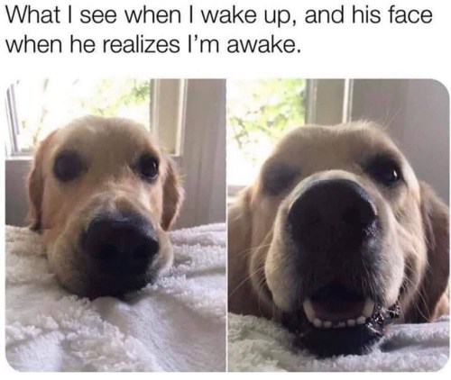 DOG wake up