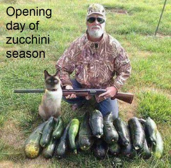 zucchini 1