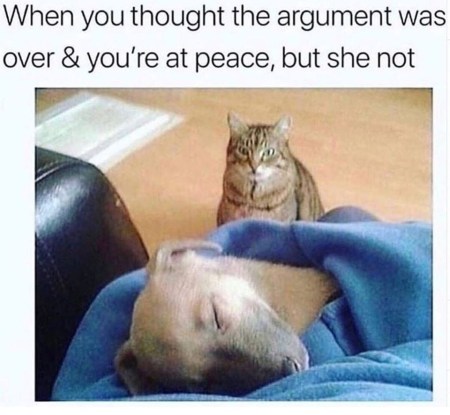 CAT Dog argument