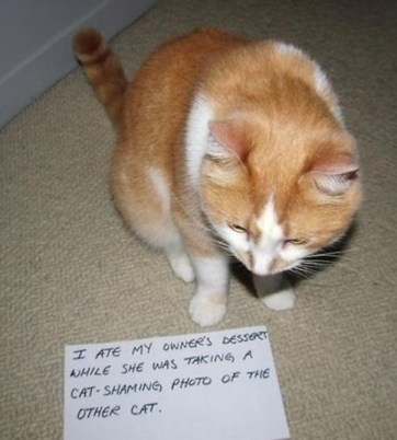 CAT shaming