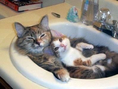 CAT spa day