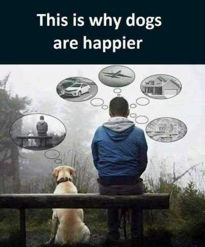 DOG Why dogs are happier