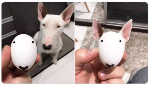 2019_09 12 DOG egg
