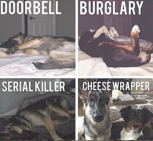 2019_09 21 DOG guards