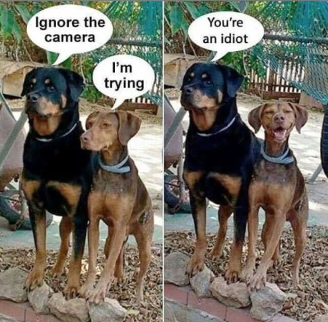 2019_09 21 DOGS ignore camera