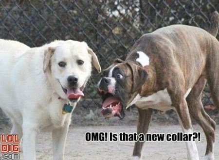 DOG new collar