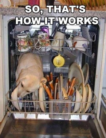 DOG So that's how the dishwasher works