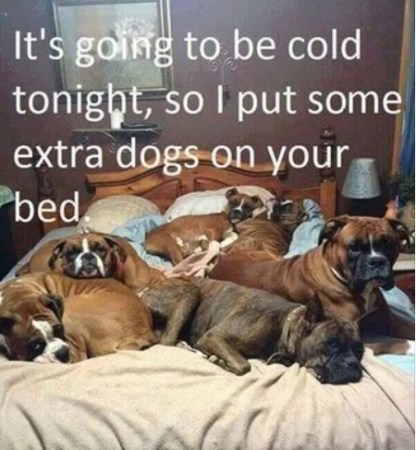 DOGS cuz its cold