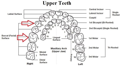upper teeth