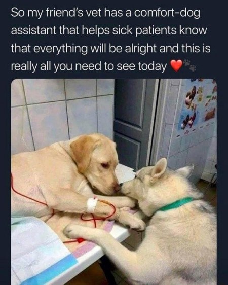 2019_10 02 Vet comfort dog