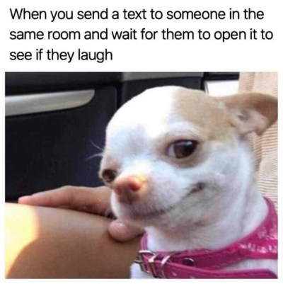 2019_10 10 DOG text