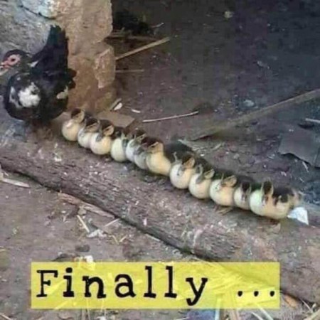 2019_10 26 ducks in a row