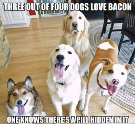 2019_10 28 dogs bacon