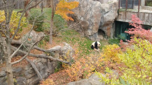 2019_11 09 Panda enclosure