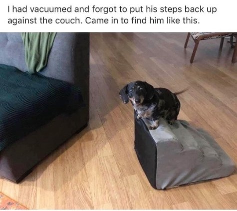 2019_11 16 dog stairs