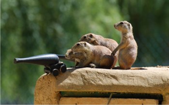 2019_11 16 rodents with cannon