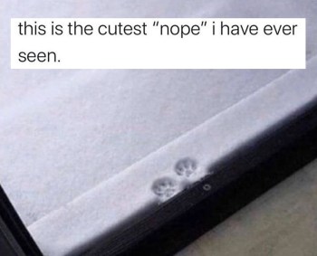 2019_11 19 CAT nope