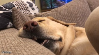 2019_11 19 DOG sleeping`