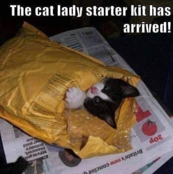 2019_11 20 cat lady starter kit