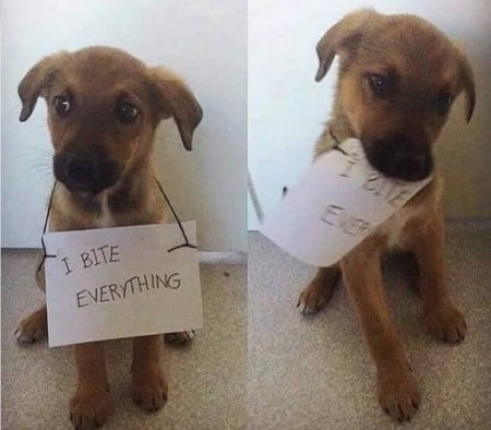 2019_12 04 DOG I bite everything