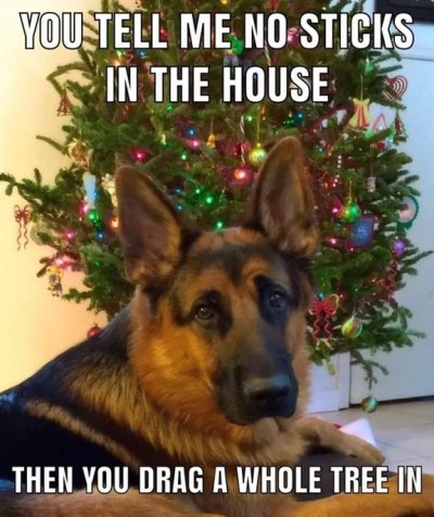 2019_12 08 DOG no sticks Christmas