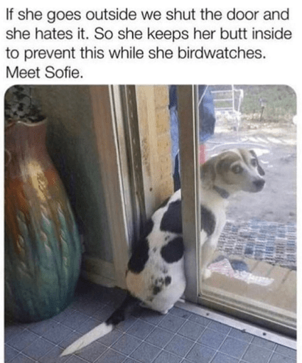 2019_12 09 DOG butt in door