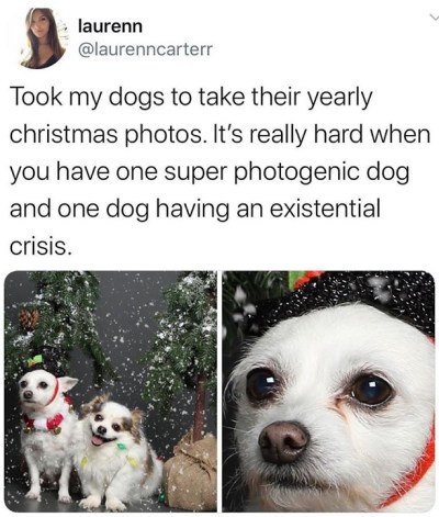 2019_12 09 DOG Christmas photo