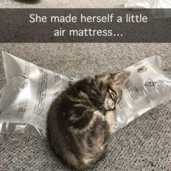 2019_12 11 cat air mattress