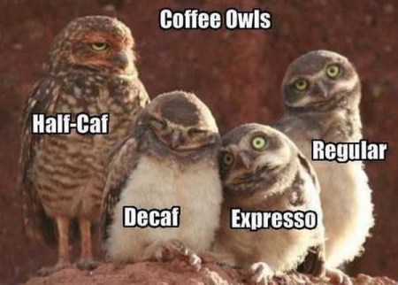 2019_12 14 COFFEE owls