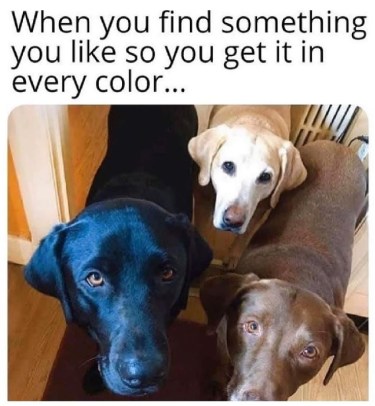 2019_12 19 DOG every color