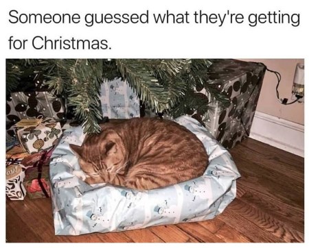 2019_12 23 CAT Christmas bed