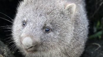 2020_01 18 wombat