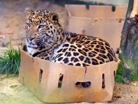 CAT Leopard in box