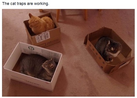 CAT traps are working