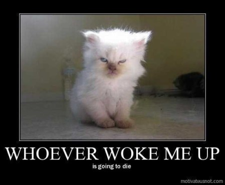 CAT whoever woke me