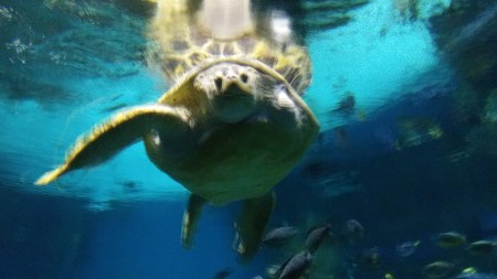 2020_01 30 Turtle says hi