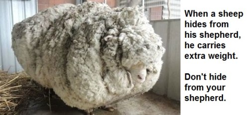 2020_02 01 Don't hide from your shepherd