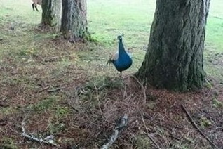 2020_02 04 Goofus the peacock