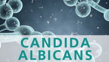 2020_02 08 candida