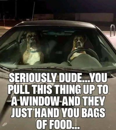 2020_02 18 DOGS carry out