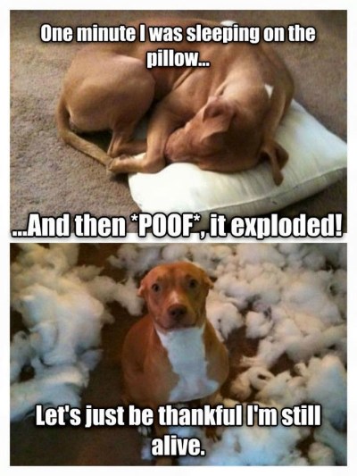 2020_02 21 DOG exploding pillow