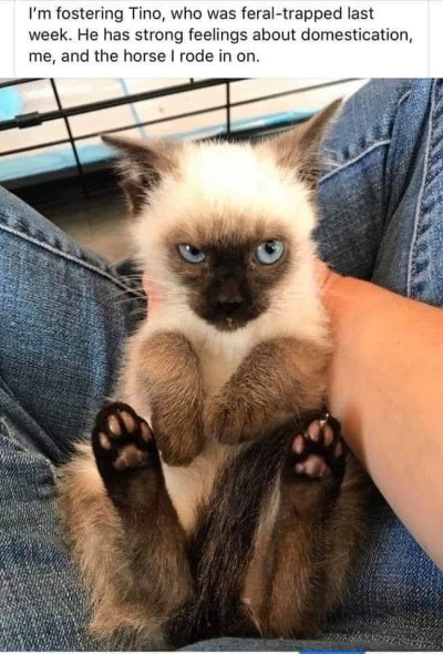 2020_03 05 cat feral feelings