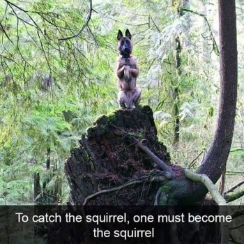 2020_03 19 DOG squirrel