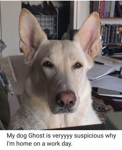 2020_03 26 dog suspicious