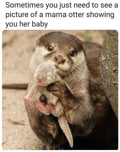 2020_03 26 Otter mama baby