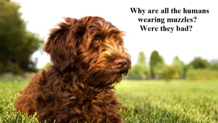 2020_04 22 DOG muzzles