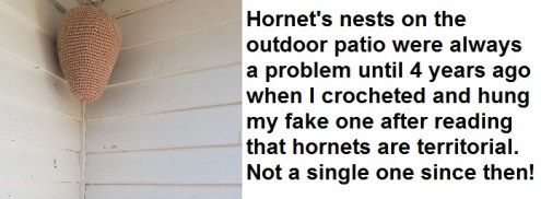 2020_04 24 Hornet's nest