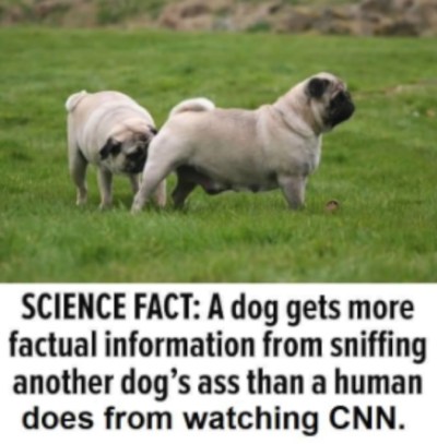 2020_04 27 Dog butts CNN