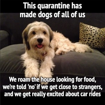 2020_04 30 virus dogs